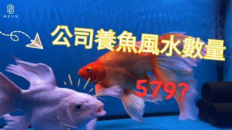 家庭養魚數量|風水魚數量大揭秘